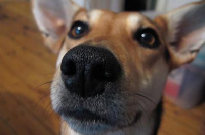 ​为啥狗狗鼻子还能从黑变红 狗鼻子变色的情形揭秘
