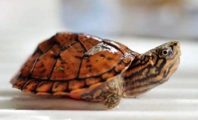 ​稚龟和幼龟的饲养方法
