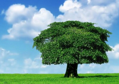 ​摇钱树的风水学应用-摇钱树的养殖方法