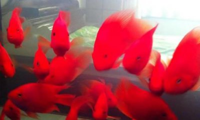 ​红元宝鱼的寿命-红元宝鱼怎么养？