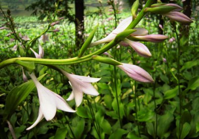 ​玉簪花的风水学应用-玉簪花的养殖方法