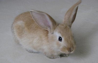 ​标准金吉拉兔的简介-标准金吉拉兔怎么养？