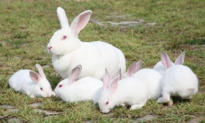 ​大耳白兔是什么？大耳白兔怎么养？