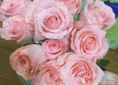 ​粉玫瑰代表什么意思花语是什么？香槟玫瑰代表什么意思