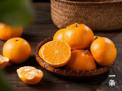 ​明日见柑橘树苗价格(明日见柑橘今天价格多少一斤)