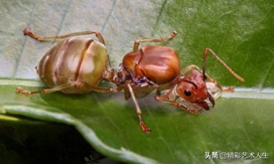 ​蚂蚁身长多少(蚂蚁身长1毫米对吗)