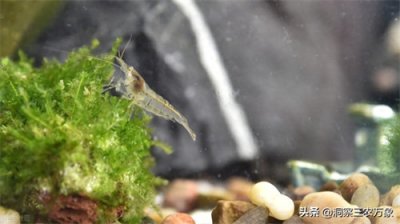 ​黑壳虾吃什么(黑壳虾没有藻会饿死吗)