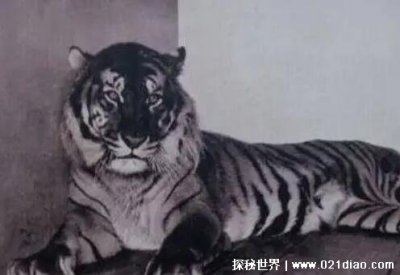 ​灭绝的老虎有哪些 中国虎野外华南虎已灭绝