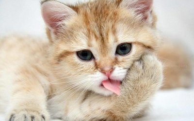 ​成年猫猫鼻支能自愈吗猫得了鼻支能活多久