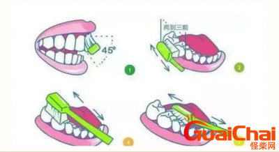 ​正确的刷牙、清洁牙齿的方法姿势：巴氏（Bass）刷牙法