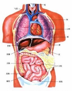 ​人体五脏六腑器官分布图
