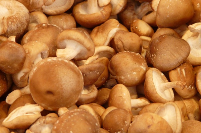 ​香菇现在市场如何？该怎么种植？