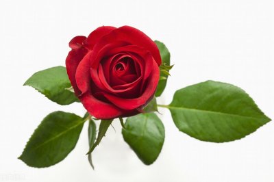 ​送花送多少朵合适含义（玫瑰花送几朵代表什么意思？玫瑰花送哪几个花种比较好