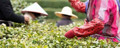 ​黄山毛峰是什么茶 安徽毛峰品牌