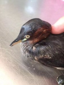 ​怪鸟网 漳州发现一只“怪鸟”，你有见过吗？