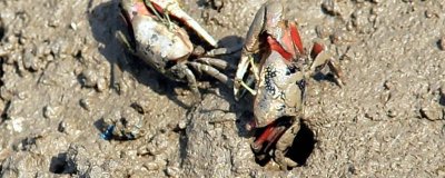 ​沙滩螃蟹怎么抓 泥滩如何抓螃蟹