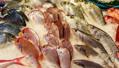 ​鳕鱼的营养价值及功效作用 沙鱼的营养与功效