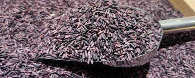 ​紫米的营养价值及营养成分