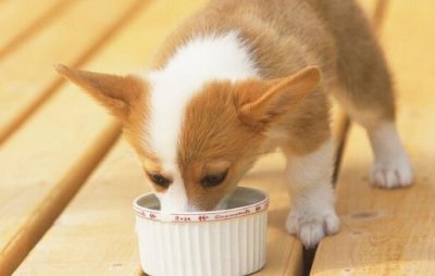 ​狗狗们挑食厌食的原因 避免狗挑食的解决方法